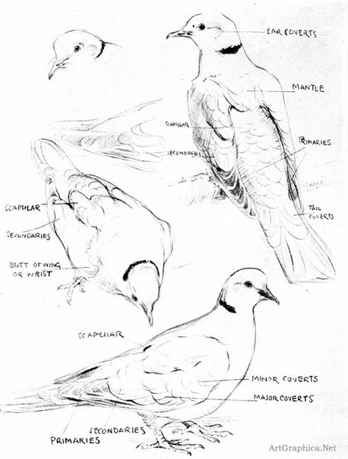 dove sketches, art student book, free art book online