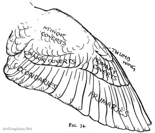 art student manual art book drawing birds Especially should it be noted