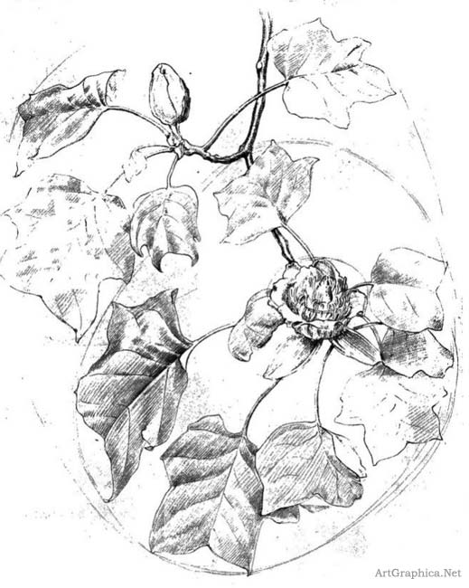 tulip tree, drawing for art students, art books online