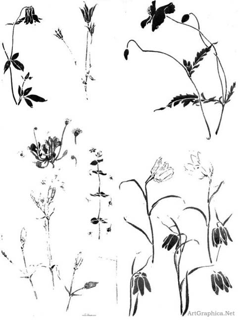 plant flower sketches