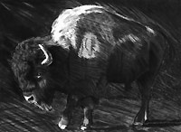 buffalo bison drawing
