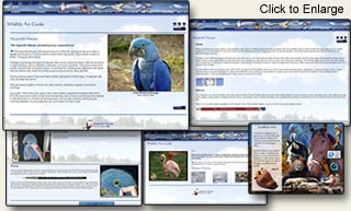 wildlife, bird art tutorial guide