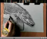 alligator charcoal drawing demonstration