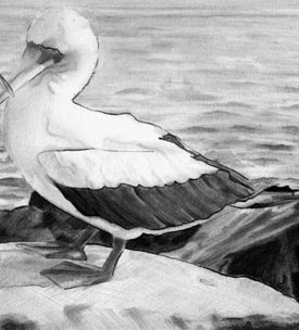 bird pencil drawing, masked boobies