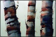 watercolour trees tutorial, birch trees