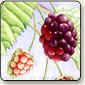 watercolor art instruction, wild blackberries demo