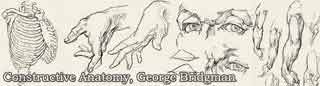 constructive anatomy, george bridgman book, free art books