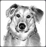 how to draw a dog, graphite art