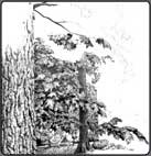 drawing trees, learn to draw trees, tree art lesson