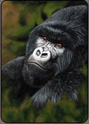 wildlife painting demo, mountain gorilla