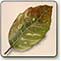 leave painting demo, how to paint a leaf