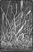 drawing grass, negative drawing, mike sibley