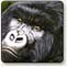 gorilla oil painting