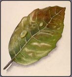 how to paint leaves