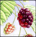 blackberries, watercolor lesson