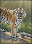 tiger demo, pastel painting instruction