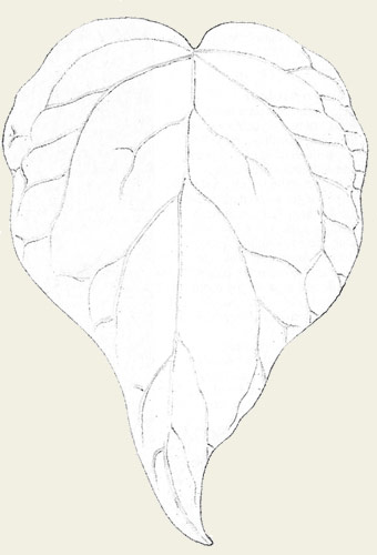 botanical drawing, leaf