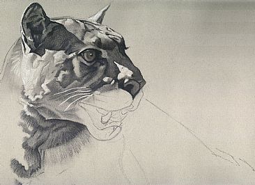 charcoal drawing, free art instruction, wildlife art tutorial, puma, learn to draw