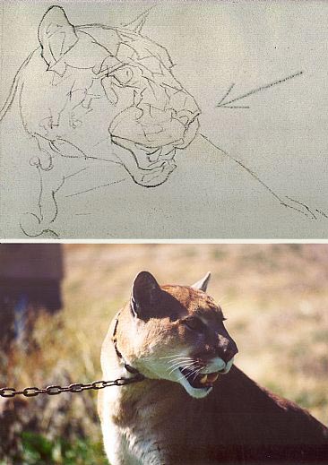 cougar, drawing wildlife in charcoal