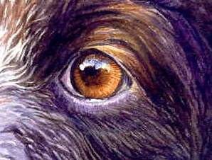 painting dog eyes