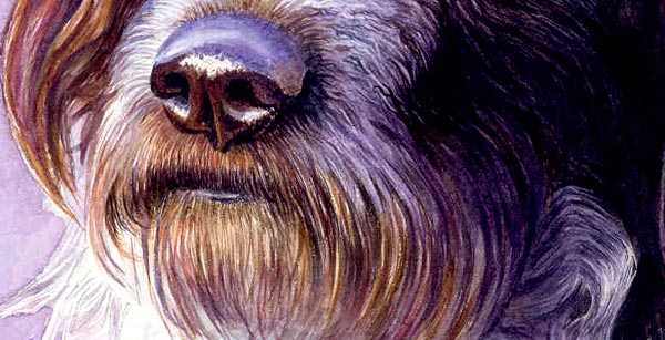 dog nose and mouth, fur, watercolour lesson