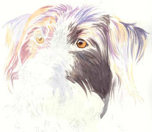 DRAHTHAAR dog portrait