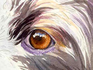 painting a dog's eye