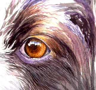 dog fur and eye