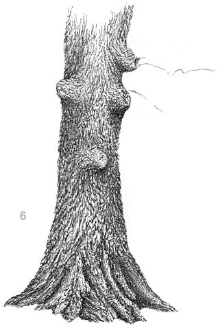 decideous oak tree, learning to draw landscape, tree drawing demo