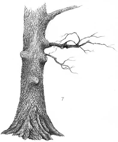 oak tree, pen and ink tree, landscape in ink, ink demo