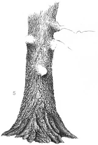 learn to draw trees, pen and ink landscape demo