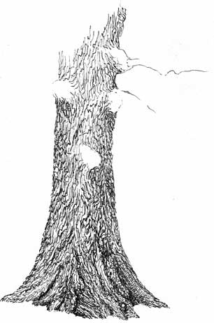 ink trees, learn to draw trees, oak tree drawing lesson