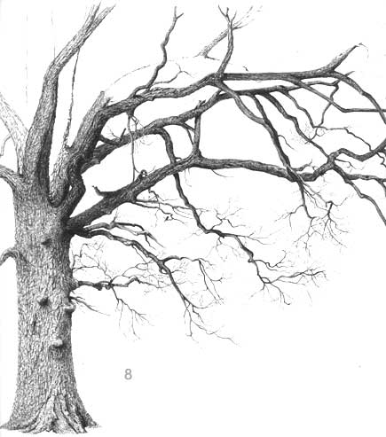 old oak trees drawings