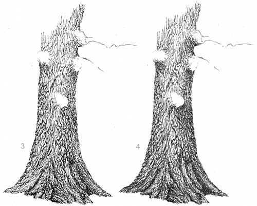 oak tree, drawing oak trees, how to draw an oak