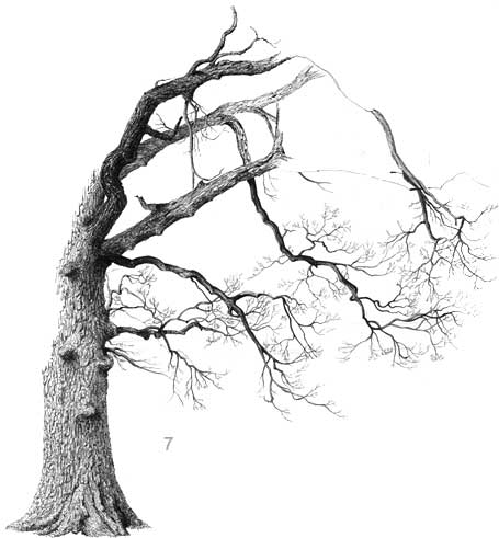 oak tree drawing, pen and ink demonstration