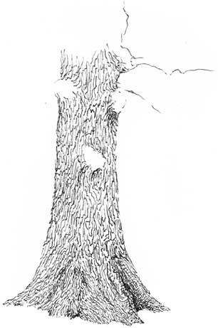 learn to draw trees