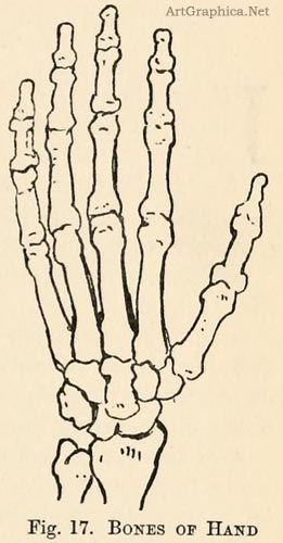 bones of the hand, learning art