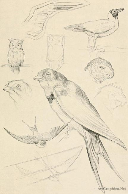 drawing birds, beginner art book