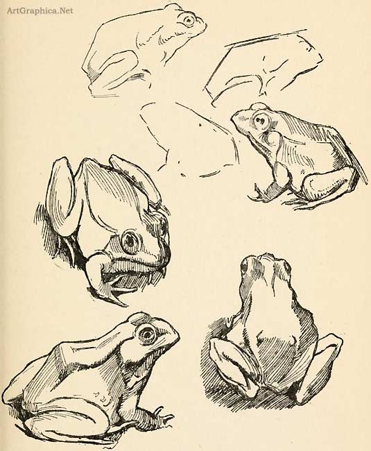 how to draw frogs