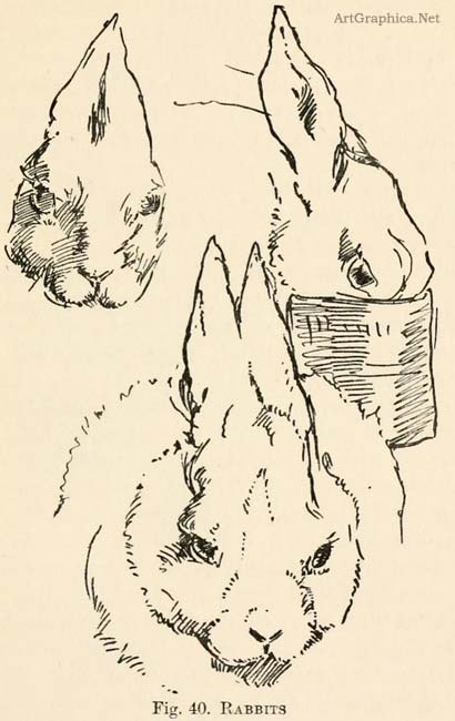 how to draw rabbits
