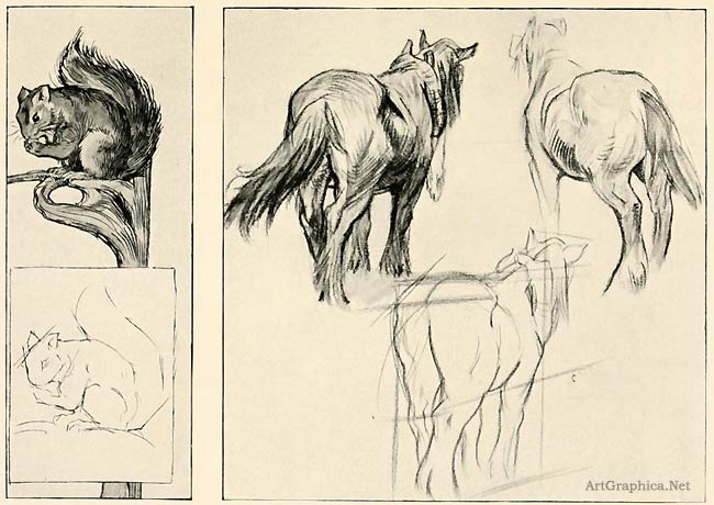 squirrel and horse, beginner guide to drawing