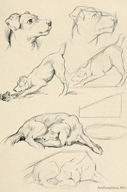 drawing dogs, beginner dog drawing, learning to draw. Fig. 42. DOGS