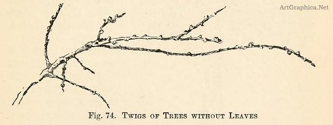 twigs without leaves, drawing basics