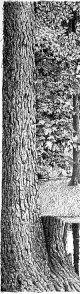 indenting, tree bark texture