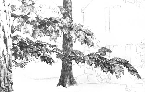 how to draw foliage, vincent whitehead