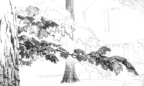 pen and ink lesson, tree