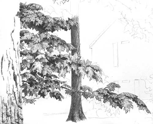 dates tree drawings. a tree drawing such as