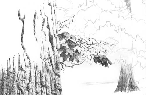 trees in pen and ink