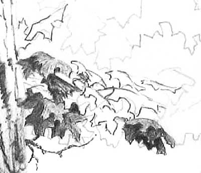 learn to draw leaves, tree art