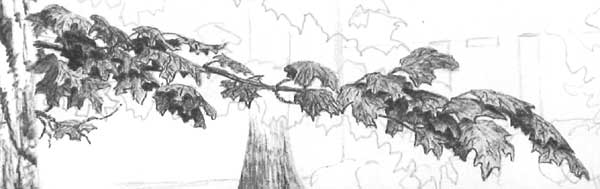 learn to draw leaves, leaves and trees, tree art